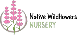 native-wildflowers